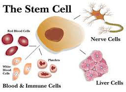 stem-cell-research