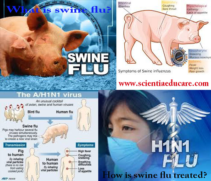 swine-flu5
