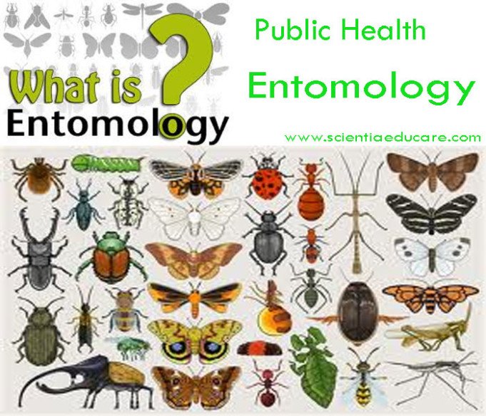 Entomology is the study of insects and their relationship to