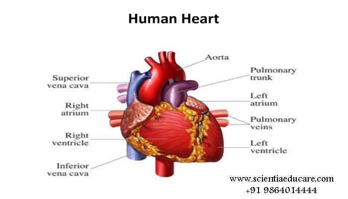 HUMAN-HEART