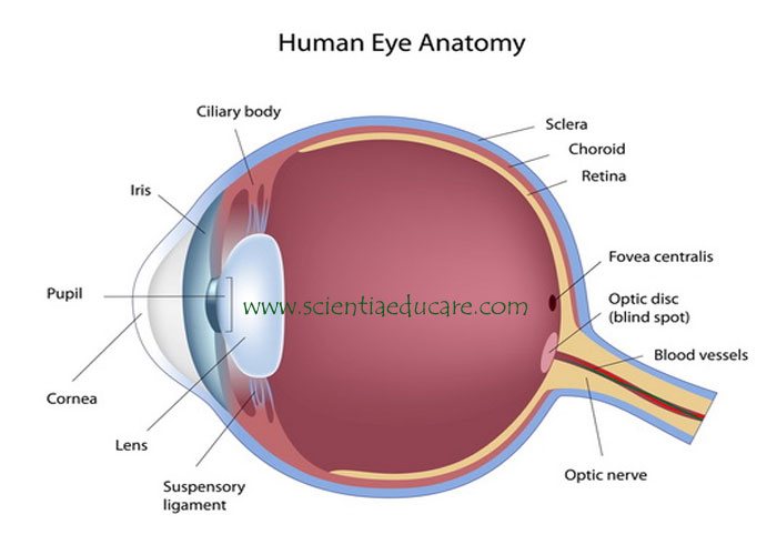 Human-Eye-scientia4