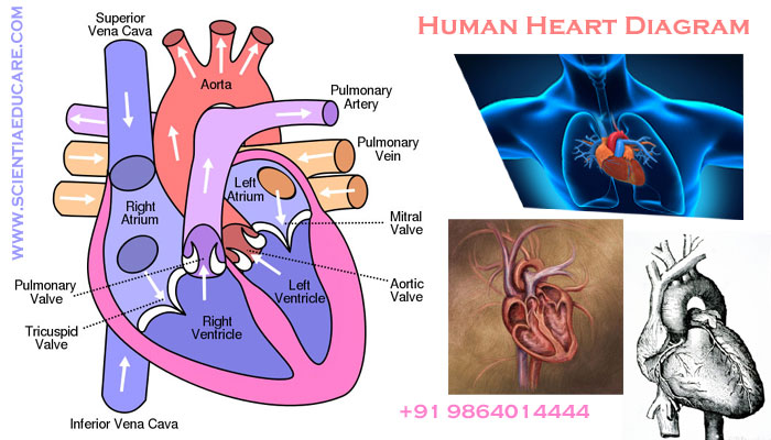 human-heart-2