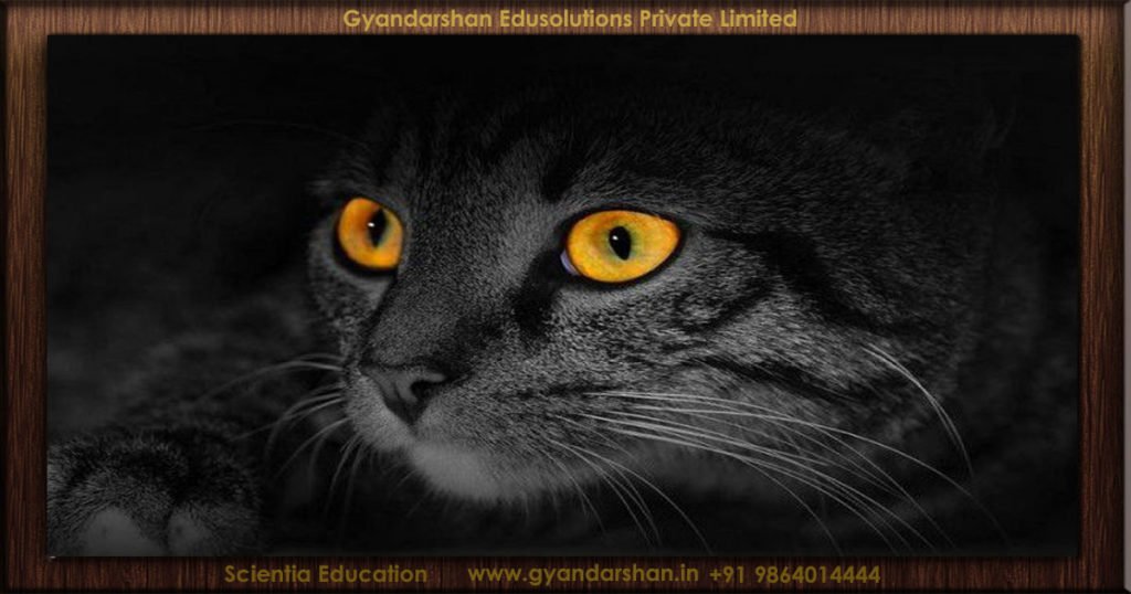 This allows cats to see even when the level of light is seven times