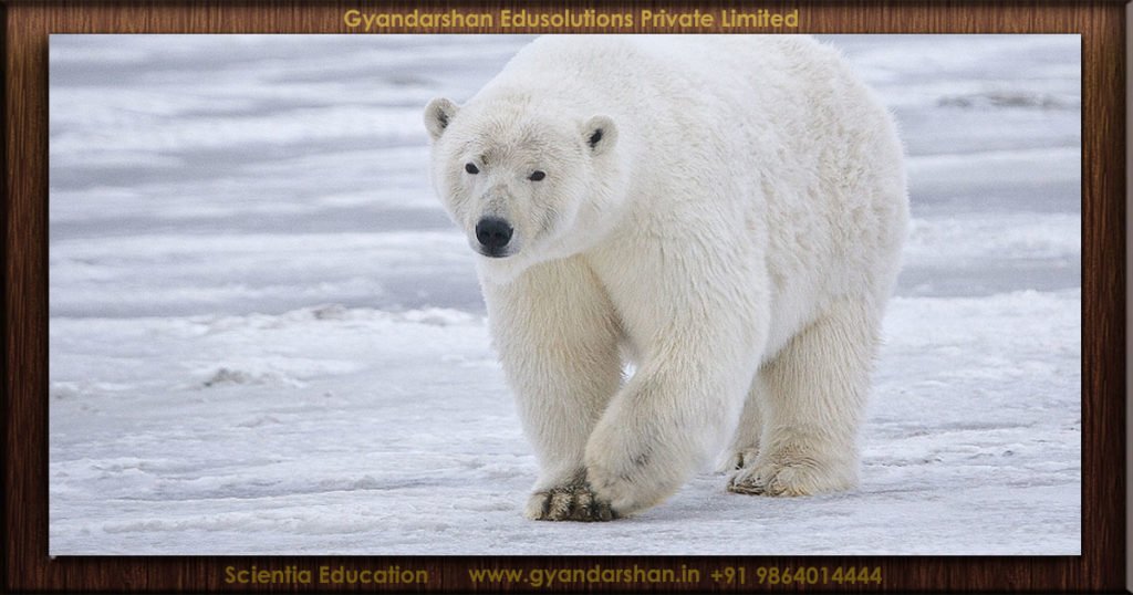 Thermal cameras detect the heat lost by a subject as infrared, but polar..